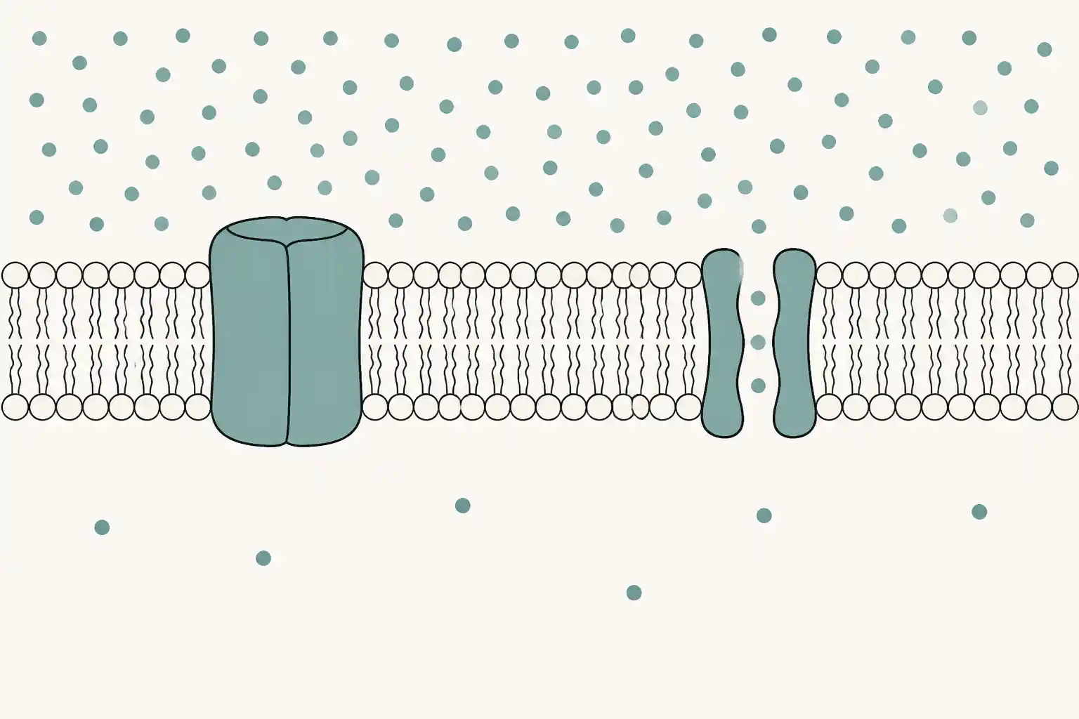 A cross section of a cell membrane showing pump and channel proteins spanning it, with positive ions concentrated outside and negative charge inside.