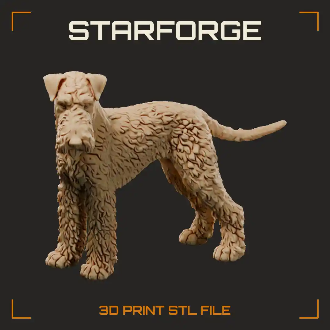 Airedale Terrier Standing with Wiry Curled Coat Long Bearded Muzzle and Folded Ears