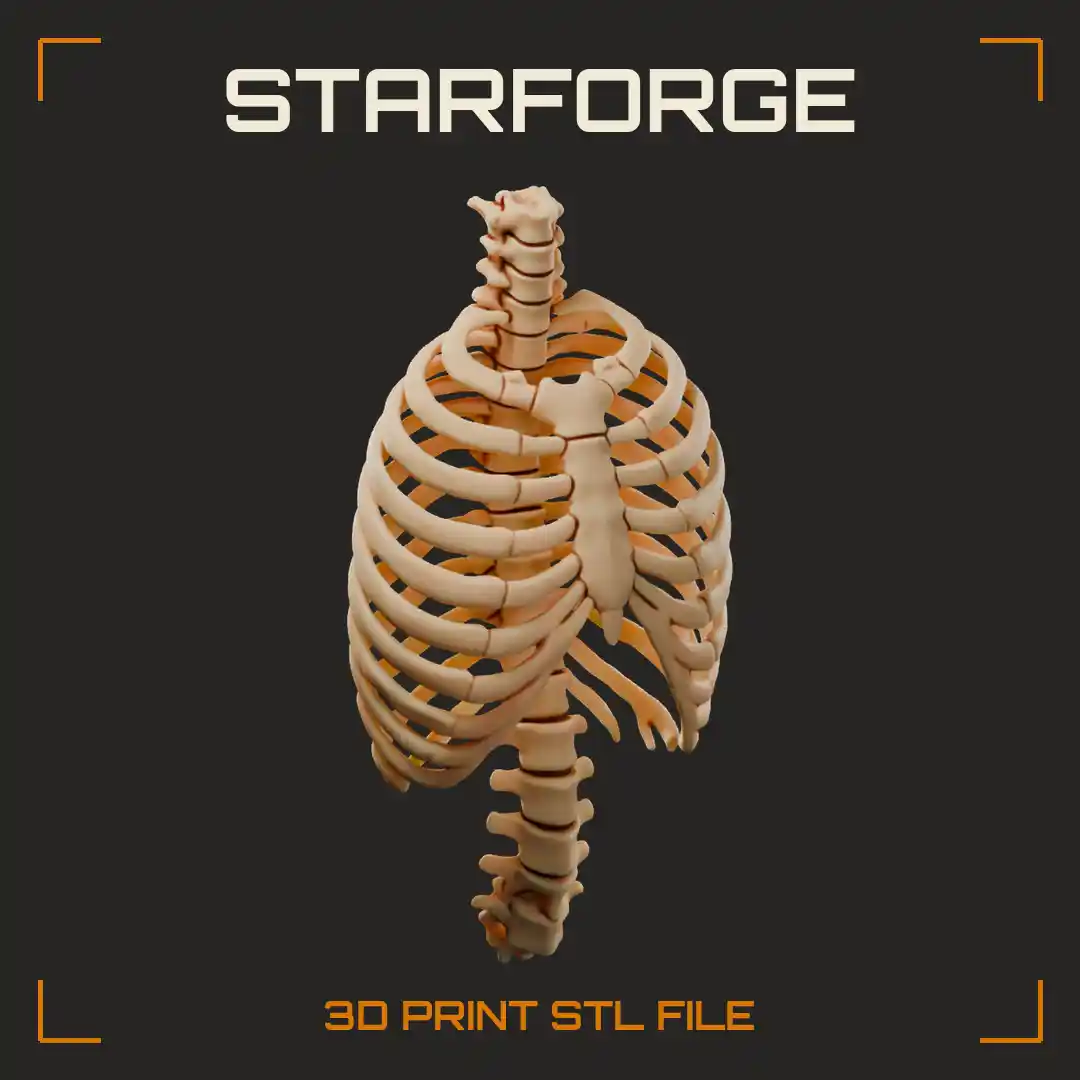 Anatomical Human Ribcage with Sternum Costal Cartilage and Full Cervical to Lumbar Spine - 3D Printable STL File