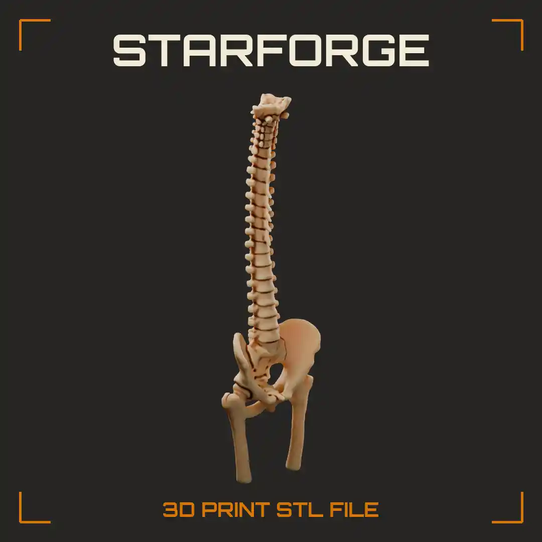 Anatomical Human Spine with Atlas Vertebrae Sacrum Pelvis and Truncated Femur Bones - 3D Printable STL File