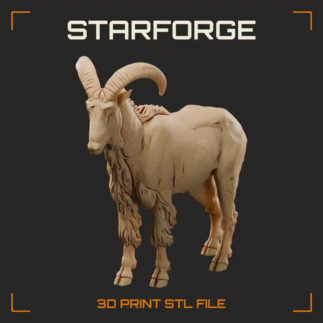 Barbary Sheep Standing on Rock with Long Chest Fringe and Backswept Curved Horns