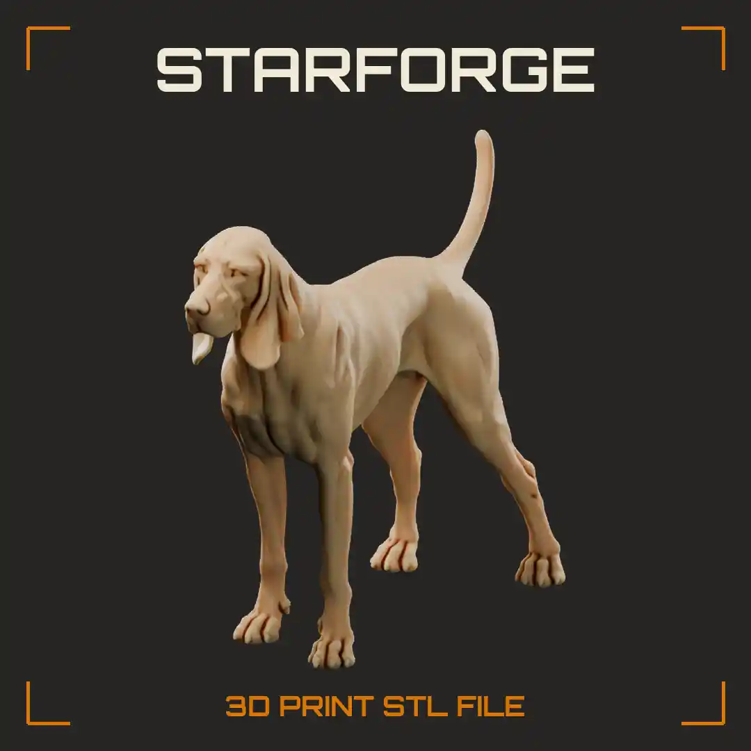 Black and Tan Coonhound Standing with Long Low Set Ears Tan Points and Raised Tail