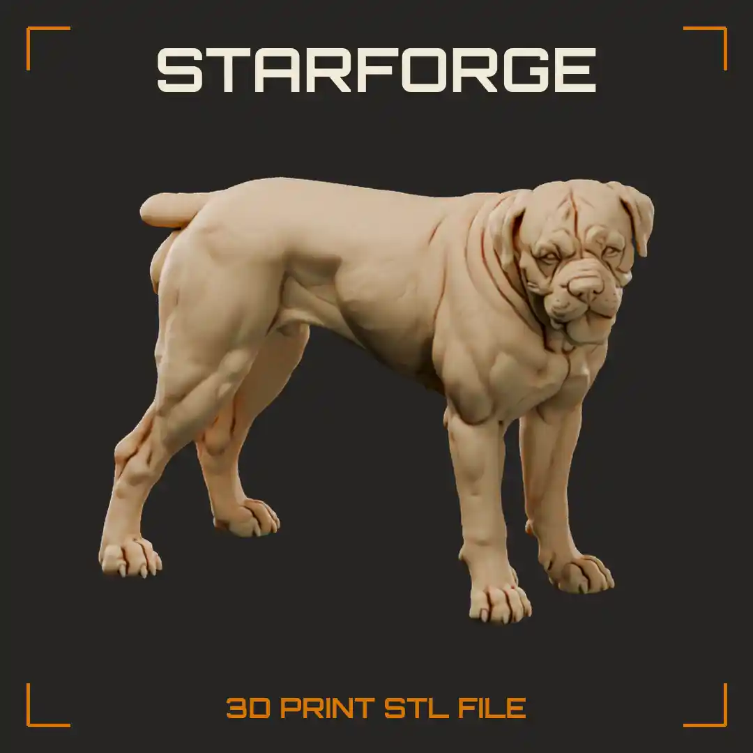 Boerboel Mastiff Standing with Massive Blocky Head Dark Mask and Thick Muscular Body