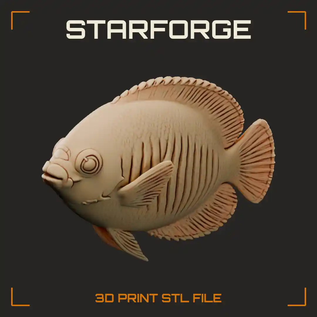 Coral Beauty Dwarf Angelfish with Barred Oval Body Cheek Spine and Rounded Fins