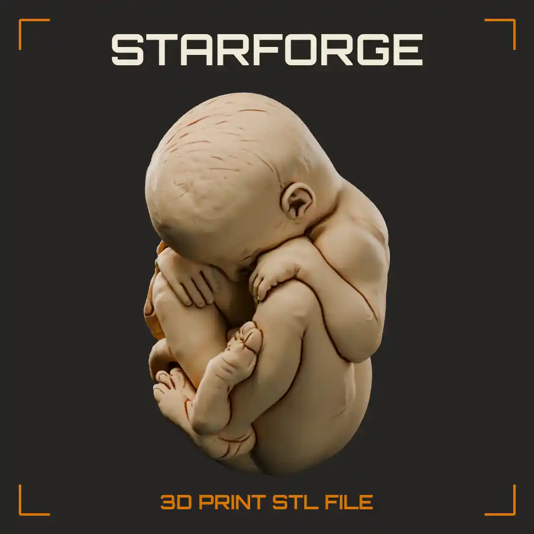 Curled Human Fetus in Fetal Position with Tucked Limbs Large Head and Umbilical Cord