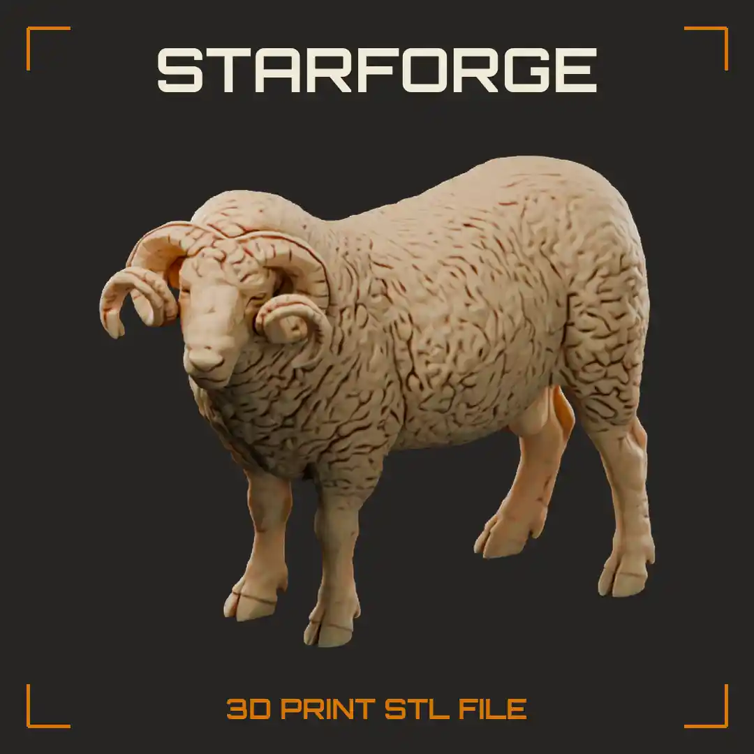 Dorset Horn Ram Standing with Curled Spiral Horns Dense Wool Body and White Face