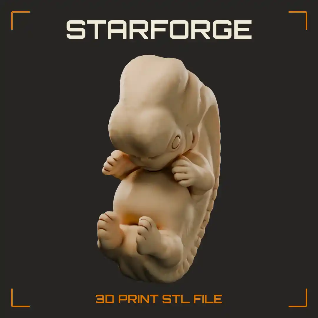 Eight Week Human Embryo with Separated Fingers Toes Eyelid Ear Bump and Umbilical Cord