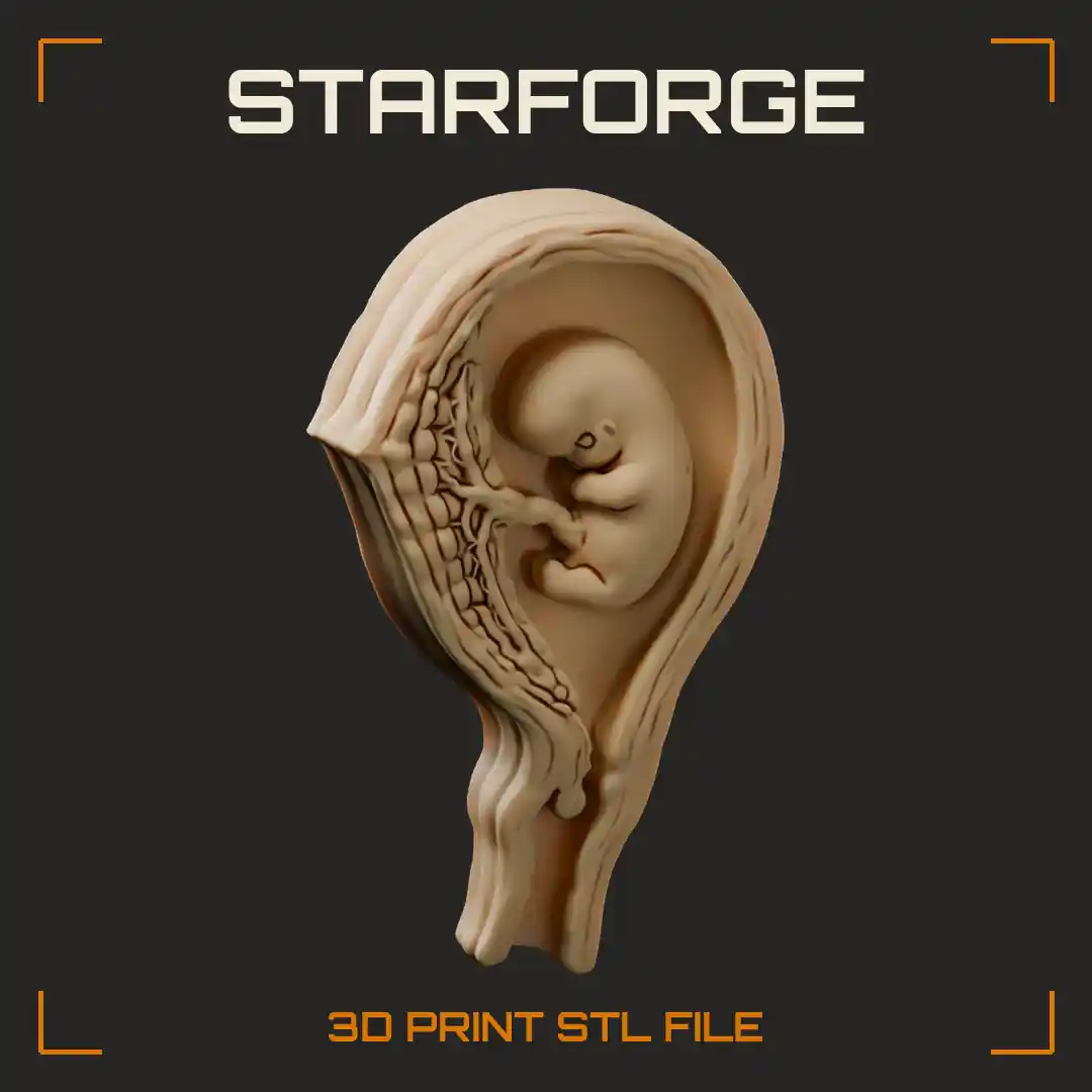 Embryo Implanted in Uterus Wall with Placenta Umbilical Cord Endometrium and Cervix - 3D Printable STL File