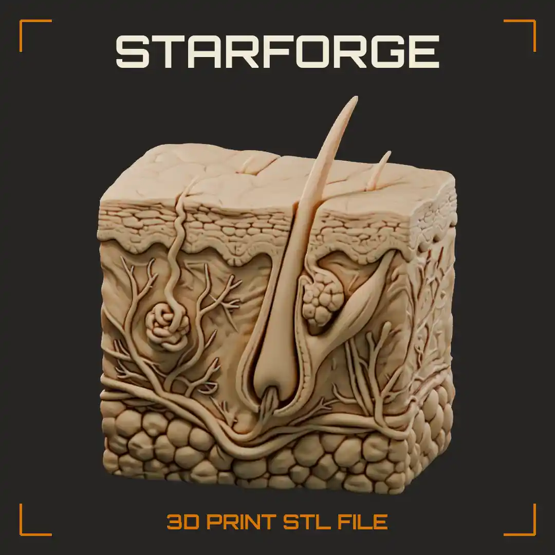 Epidermis and Hair Follicle Cutaway with Dermis Sweat Gland Sebaceous Gland Erector Muscle and Fat - 3D Printable STL File