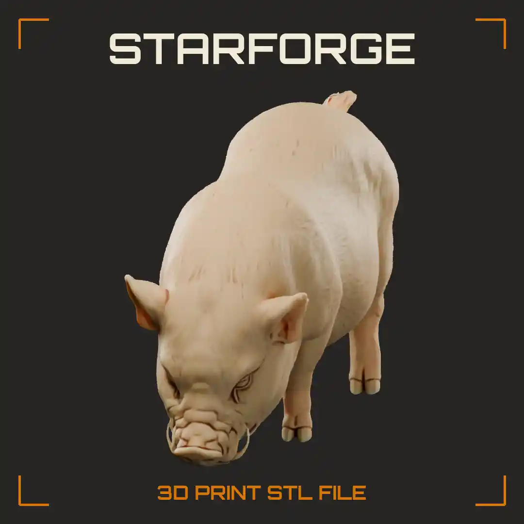 Gottingen Mini Pig Rooting with Snout Down Rounded Belly Small Ears and Tufted Tail