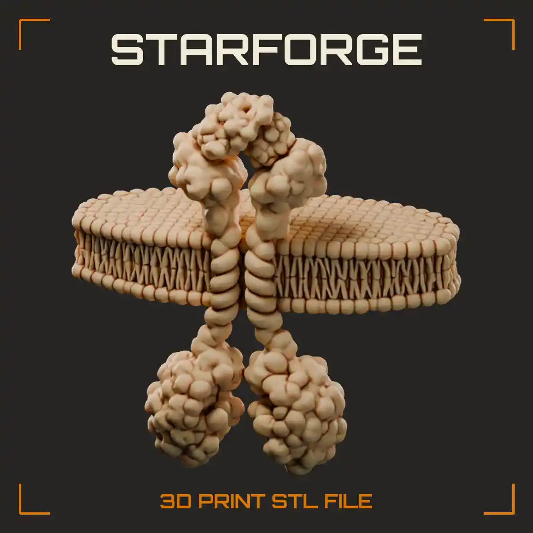 Insulin Receptor on Cell Membrane with Alpha Subunits Beta Subunits and Lipid Bilayer - 3D Printable STL File