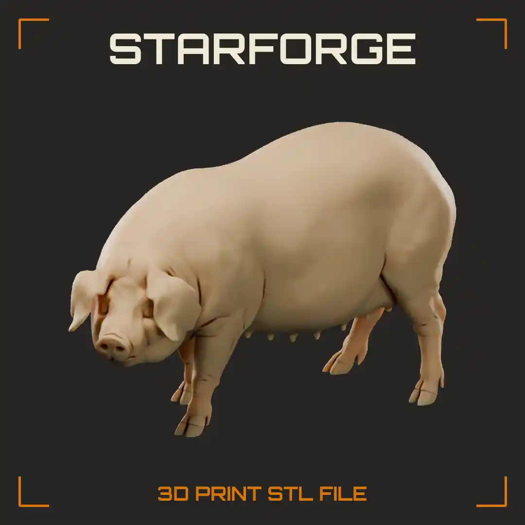 Landrace Sow Standing in Profile with Long Body Lop Ears and Teats