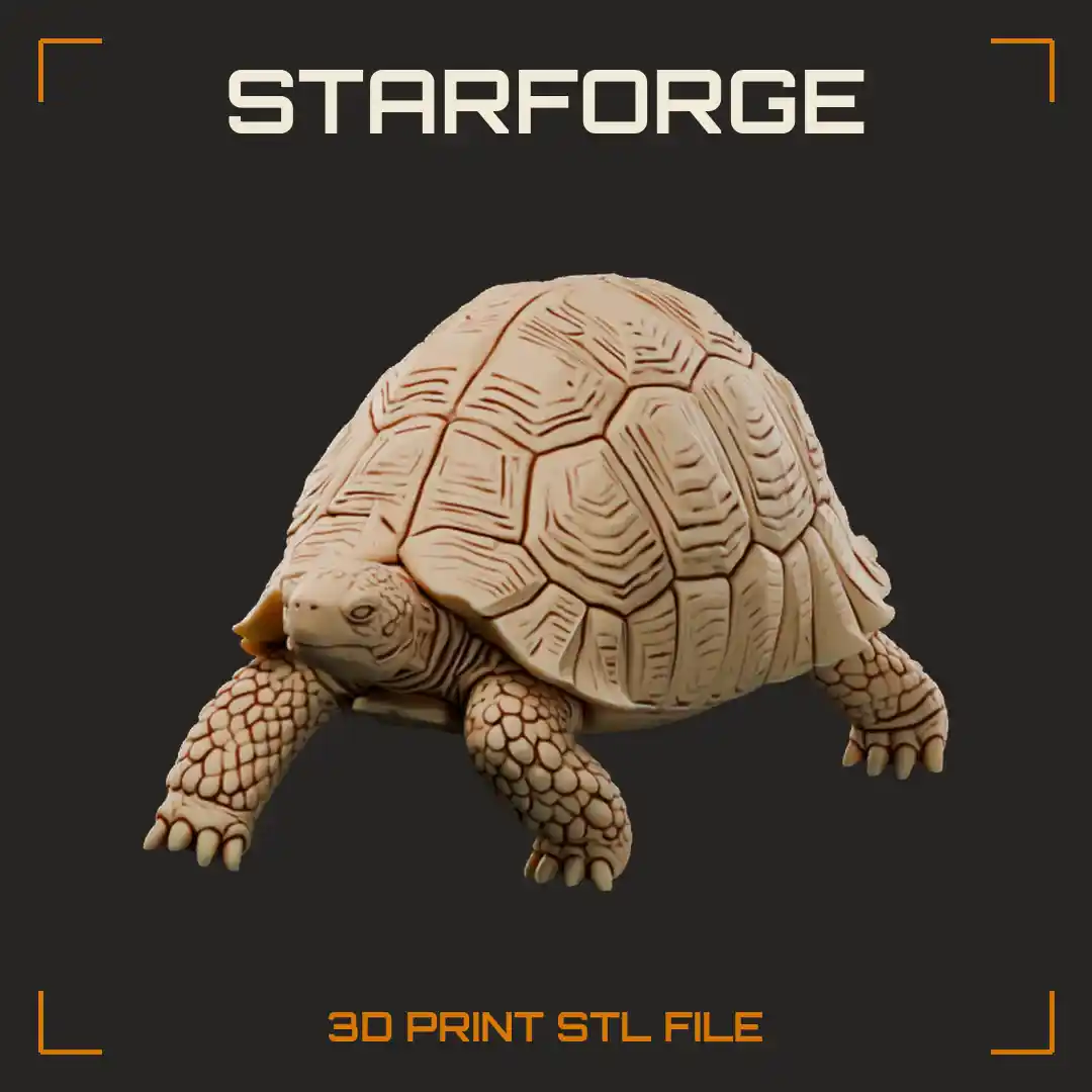 Leopard Tortoise Walking With Tall Domed Pyramid Scute Shell And Thick Elephantine Legs