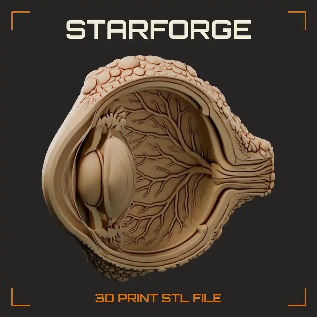 Michael Levin Bioelectricity Frog Eye Cross Section with Lens Retina Layers and Optic Nerve - 3D Printable STL File