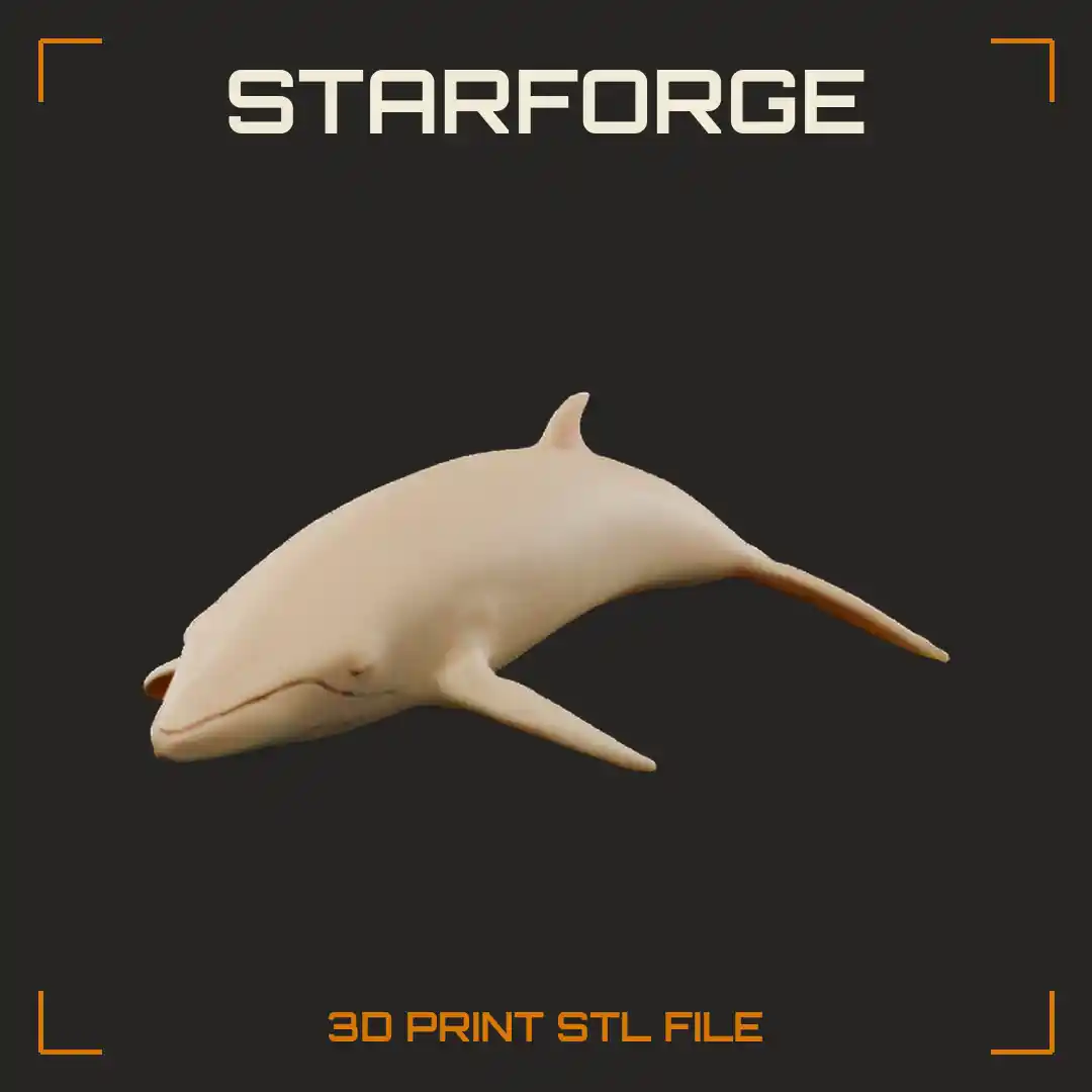 Minke Whale Swimming Underwater With Pointed Snout Banded Flippers And Curved Dorsal Fin