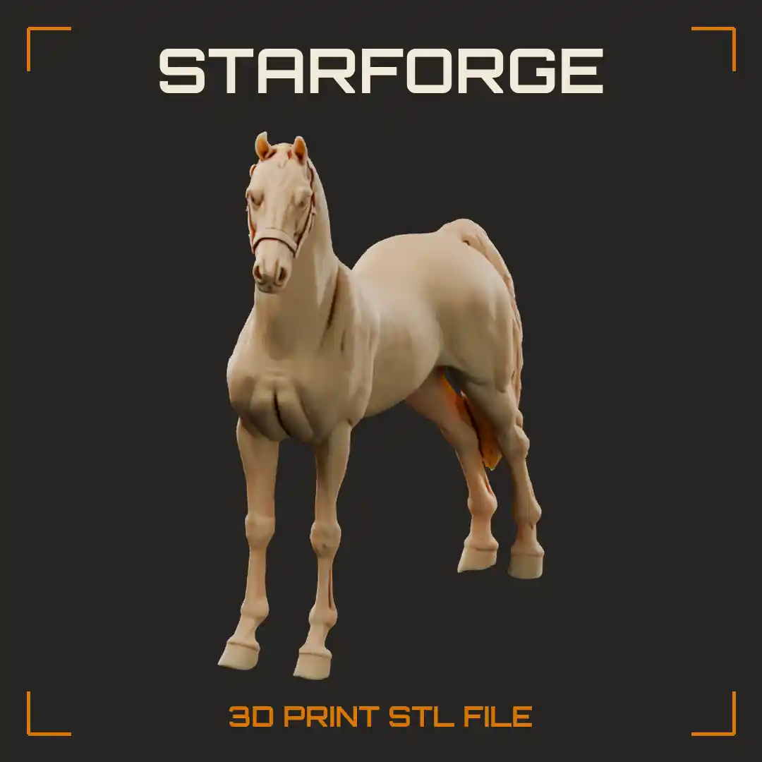 Morgan Horse in Stretched Show Stance with Upright Neck Fine Head and High Tail