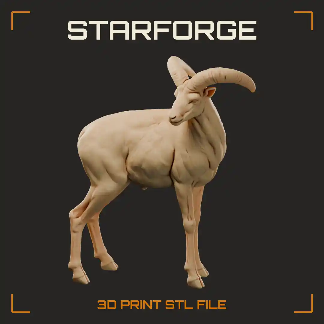 Mouflon Ram Standing with Sweeping Curved Horns Pale Belly and Slim Legs