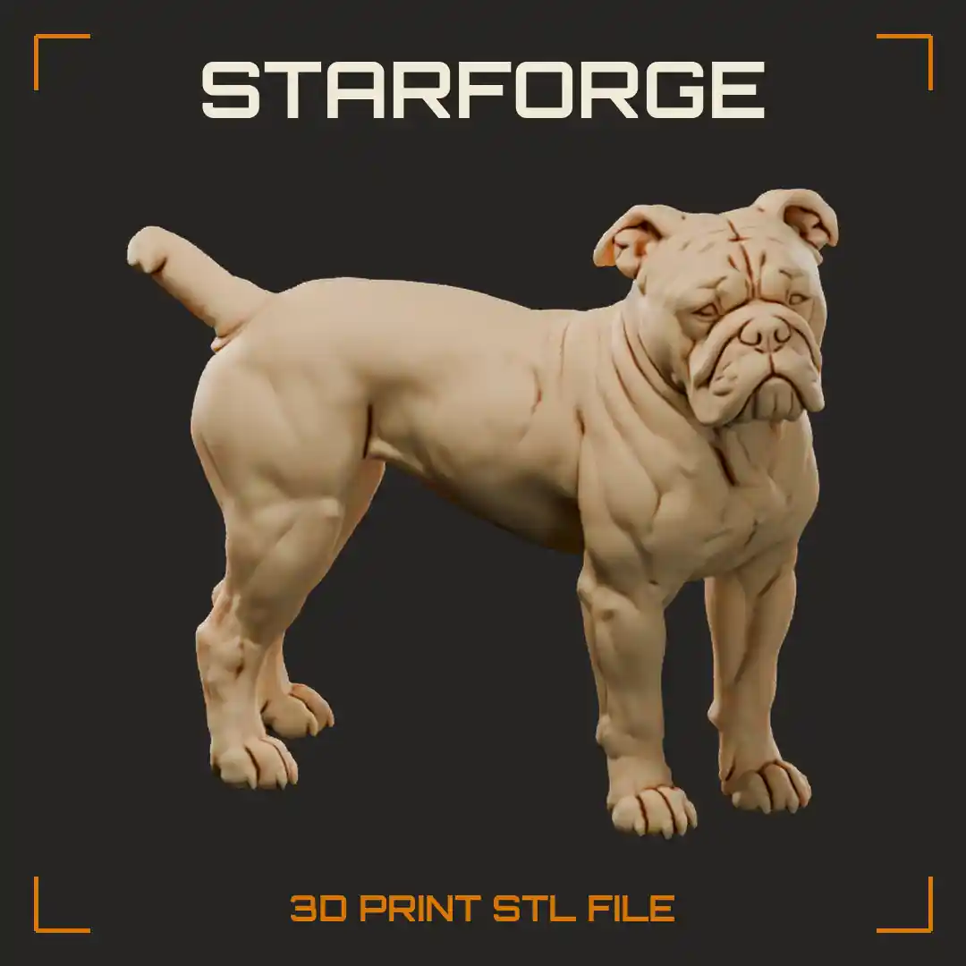 Olde English Bulldogge Standing with Pied Ticked Coat Rose Ears Broad Chest and Tapered Tail