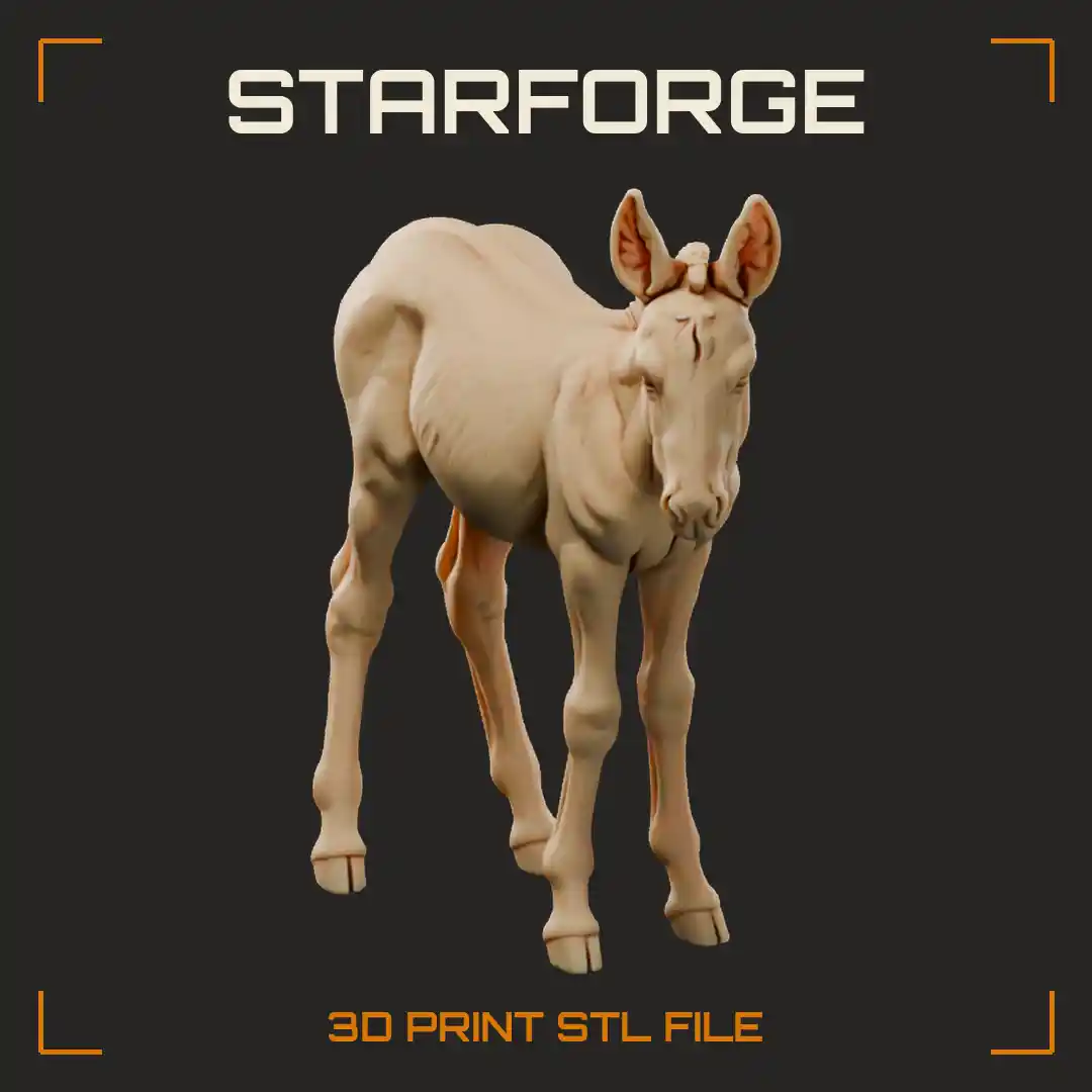 Onager Foal Standing with Long Ears Dorsal Stripe Pale Belly and Slender Legs