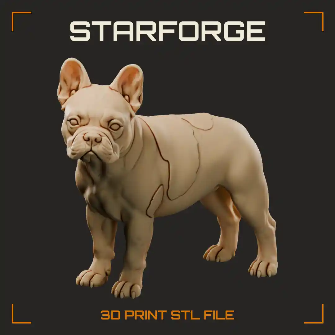 Pied French Bulldog Standing with Bat Ears Flat Muzzle and Stocky Muscular Chest