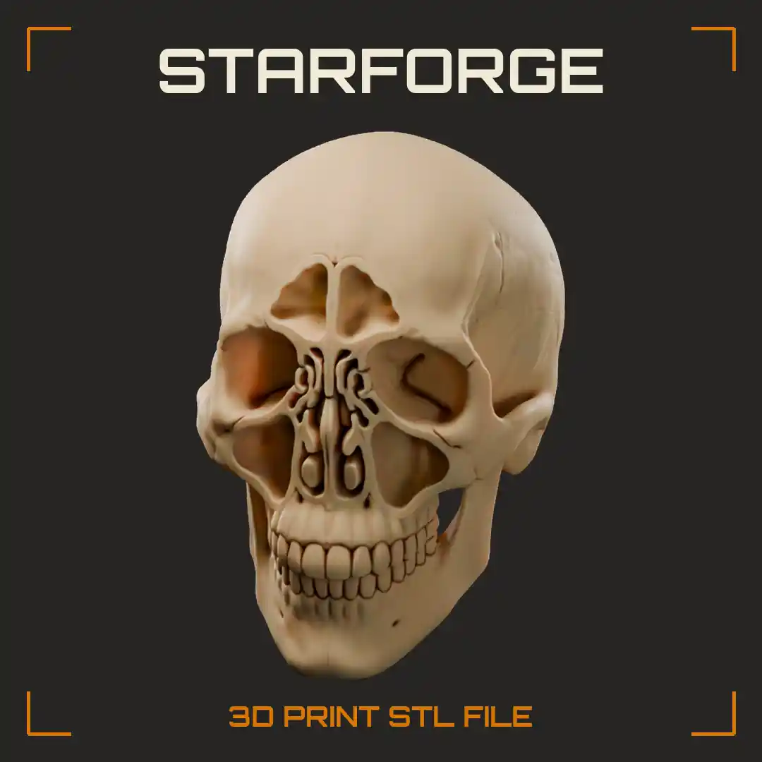 Realistic Anatomical Human Skull with Detailed Cranial Sutures Full Teeth and Separate Articulated Lower Jaw - 3D Printable STL File