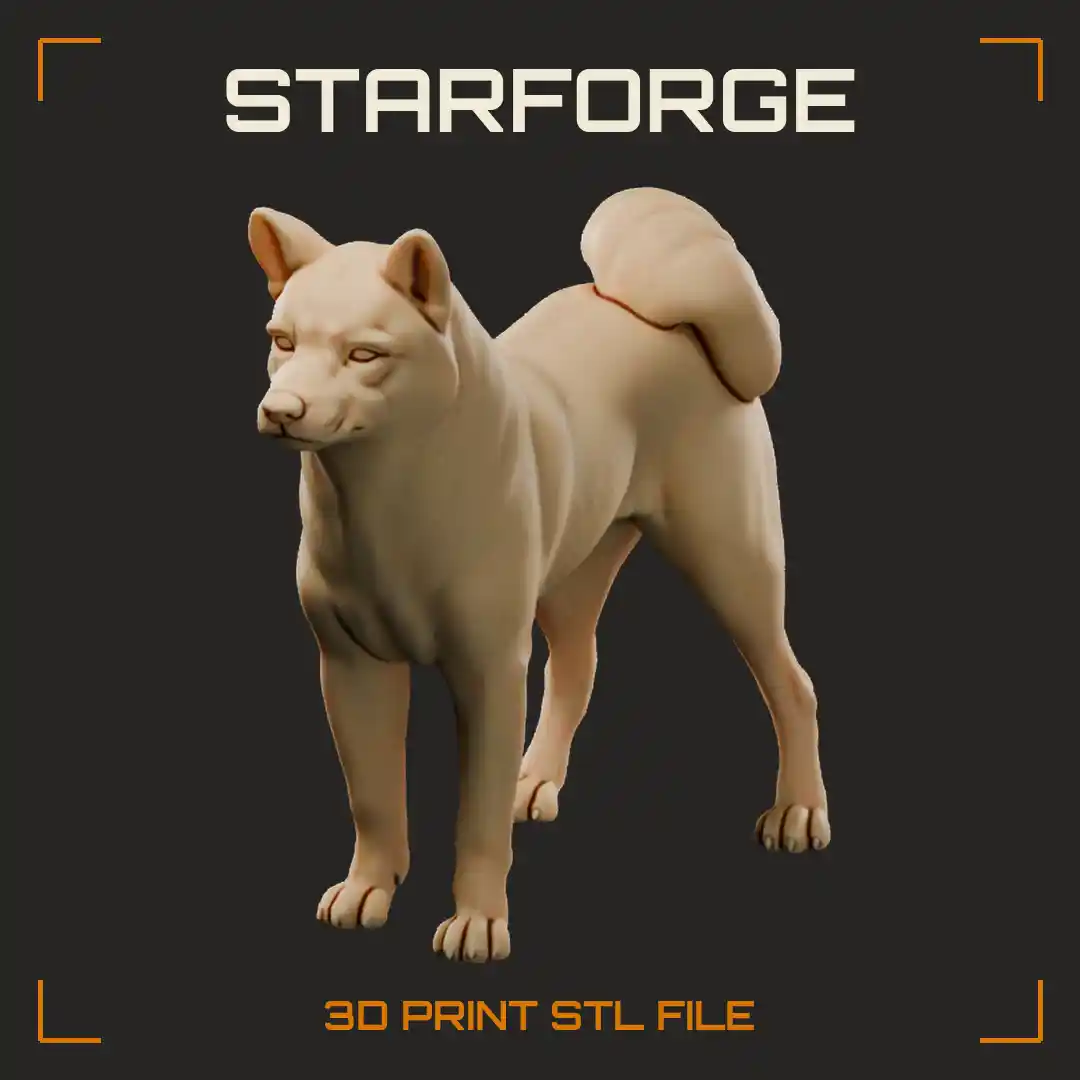 Red Finnish Spitz Standing with Fox Like Head Pointed Erect Ears and Plumed Curled Tail