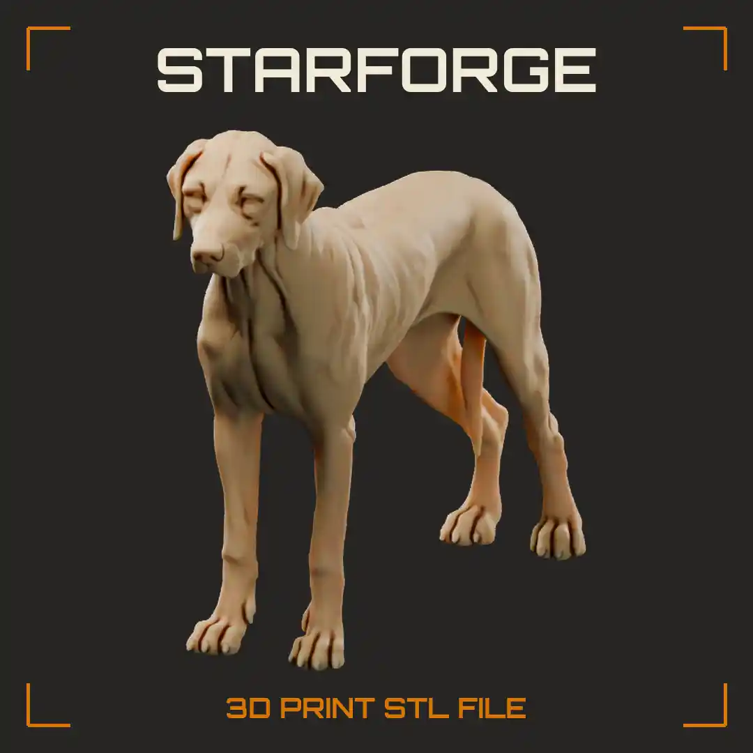 Rhodesian Ridgeback in Show Stance with Wheaten Coat Back Ridge Drop Ears and Tapering Tail