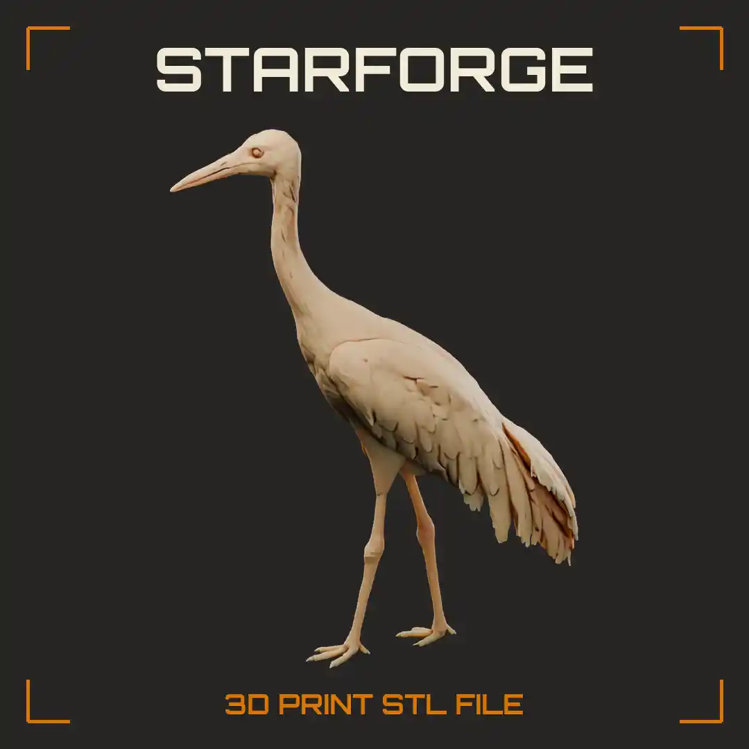 Siberian Crane Wading with Bare Red Face Snow White Plumage and Long Pink Legs