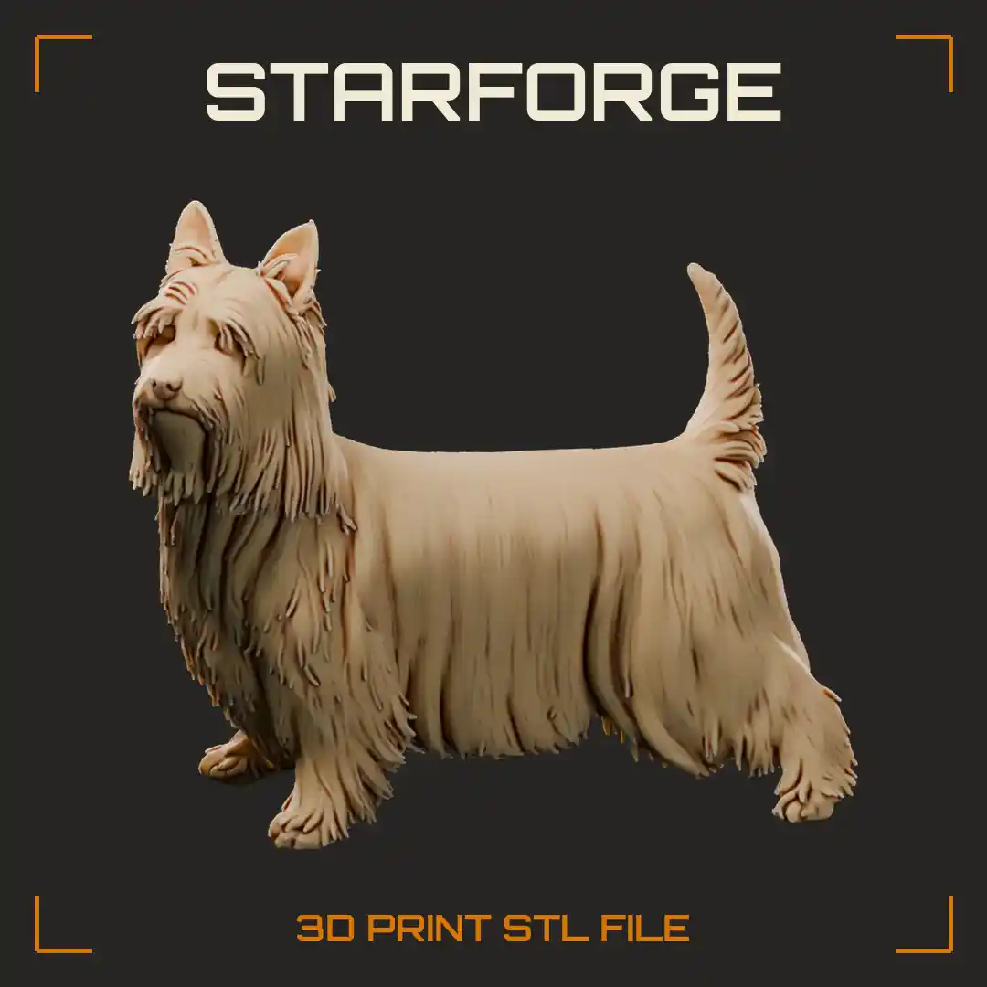 Silky Terrier Show Stance with Long Parted Silky Coat Prick Ears and Raised Tail
