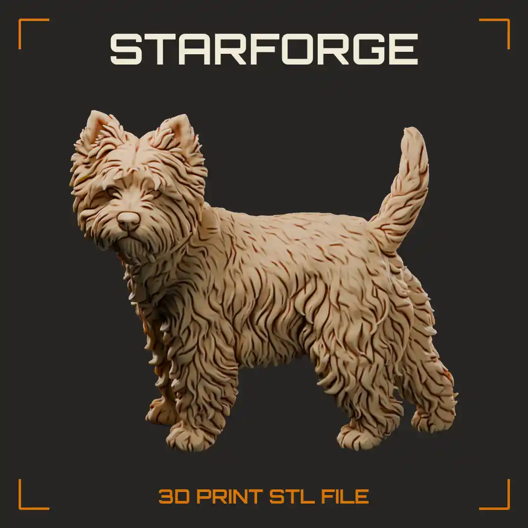 West Highland White Terrier Standing with Harsh White Coat Prick Ears Collar and Carrot Tail