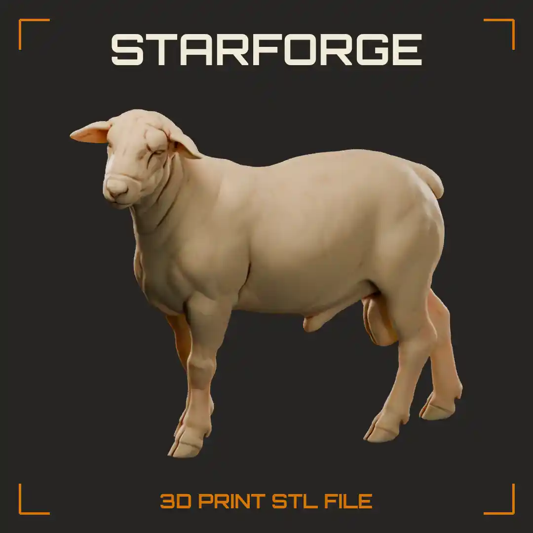 White Dorper Ram Standing with Short Hair Coat Broad Muscled Body and Lean Legs